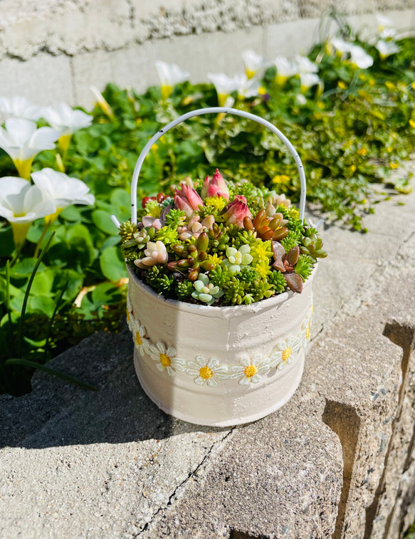 46）売り切れました♪フリル缶にちまちまよせ❤︎多肉植物寄せ植え❤︎そのまま飾れる❤︎ 8枚目の画像