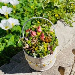 46）売り切れました♪フリル缶にちまちまよせ❤︎多肉植物寄せ植え❤︎そのまま飾れる❤︎ 9枚目の画像