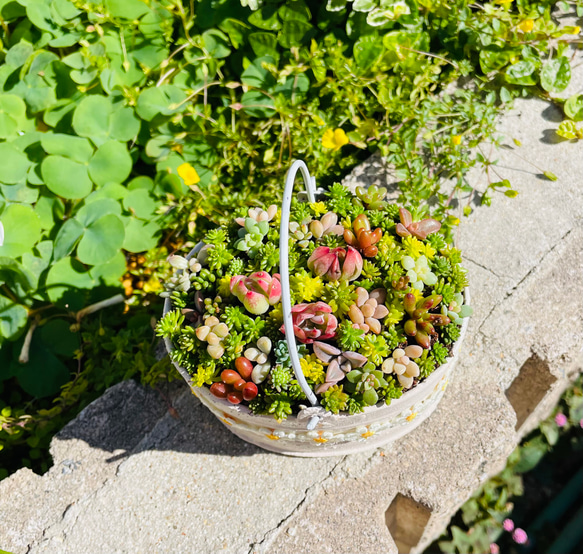 46）売り切れました♪フリル缶にちまちまよせ❤︎多肉植物寄せ植え❤︎そのまま飾れる❤︎ 2枚目の画像