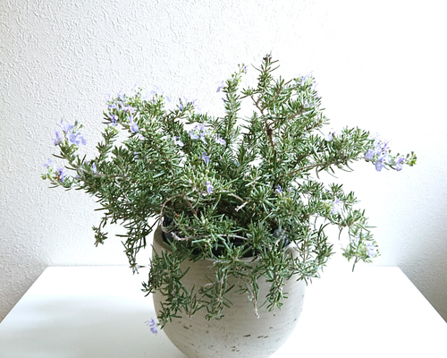 c859b789b24df957f0122ff9fe59ea