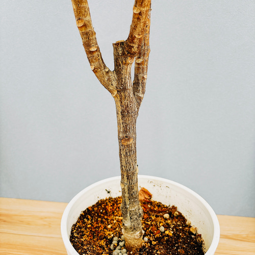 現品］フィカスルビー 8号 観葉植物 室内 おしゃれ ゴムの木 育て