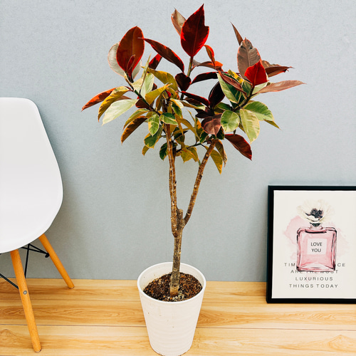 現品］フィカスルビー 8号 観葉植物 室内 おしゃれ ゴムの木 育て