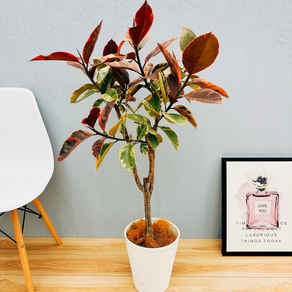 現品］フィカスルビー 8号 観葉植物 室内 おしゃれ ゴムの木 育て