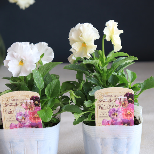 フリル　パンジー　シエルブリエ　3.5号　24苗セット　苗　２ フリル パンジー シエルブリエ 3.5号 24苗セット 苗