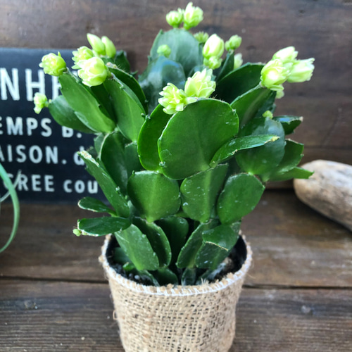 ⭐︎Diamond★　おまとめ　カクタスパーチ　３本 プチダイヤモンド♡3.5号♡デンマークカクタス アートフラワー パリ