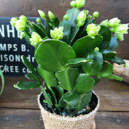 プチダイヤモンド♡3.5号♡デンマークカクタス アートフラワー パリ