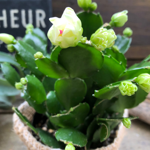 プチダイヤモンド♡3.5号♡デンマークカクタス アートフラワー パリ