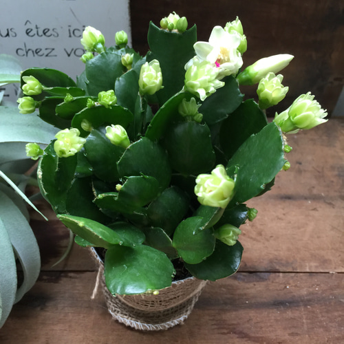 プチダイヤモンド♡3.5号♡デンマークカクタス アートフラワー パリ