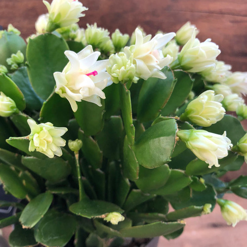 プチダイヤモンド♡3.5号♡デンマークカクタス アートフラワー パリ