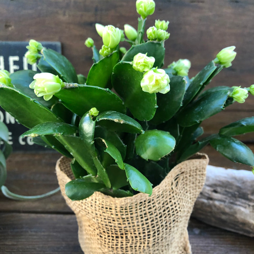 プチダイヤモンド♡3.5号♡デンマークカクタス アートフラワー パリ