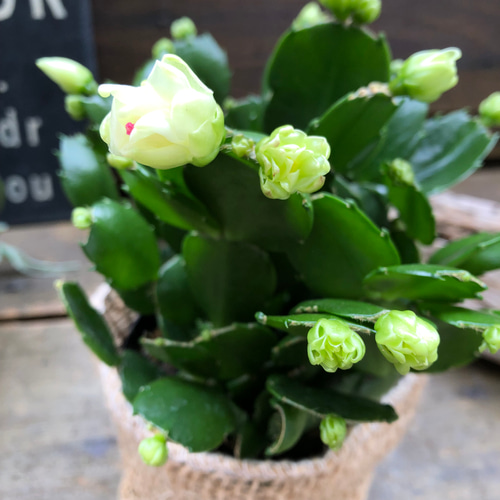 プチダイヤモンド♡3.5号♡デンマークカクタス アートフラワー パリ