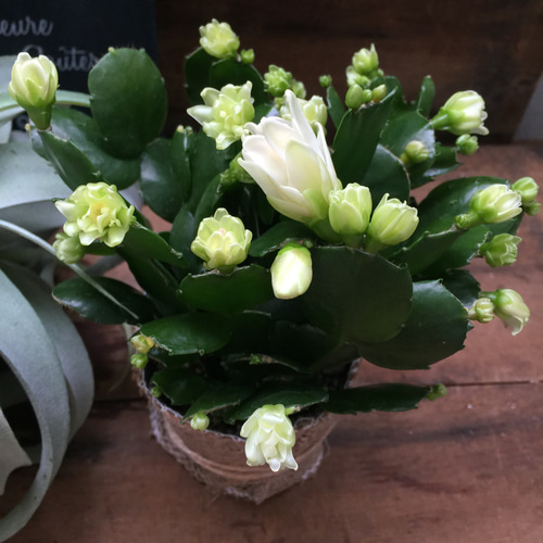 ⭐︎Diamond★　おまとめ　カクタスパーチ　３本 スーツケースのわずか3cmのすき間に入るガジェットポーチ「バタフライ