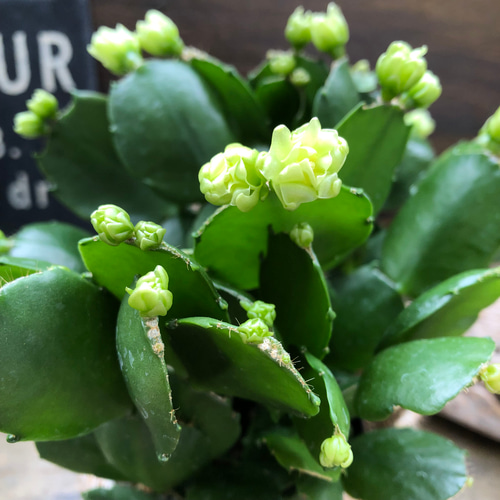 プチダイヤモンド♡3.5号♡デンマークカクタス アートフラワー パリ