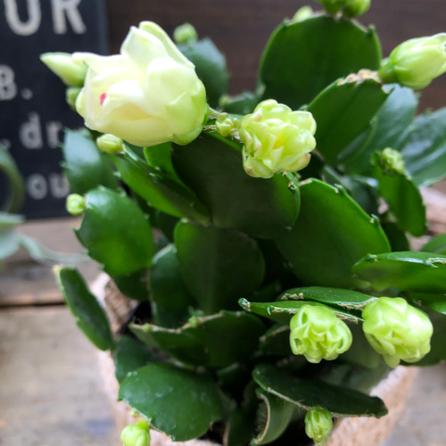 プチダイヤモンド♡3.5号♡デンマークカクタス アートフラワー パリ