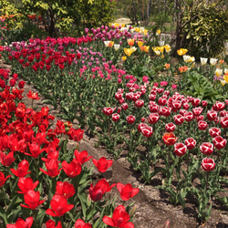 ととろん♬︎ 476*紫陽花のバレッタ(6cm) ととろん♬︎ 476*紫陽花のバレッタ(6cm) 紫陽花の髪留め - 亜紗 -stereo