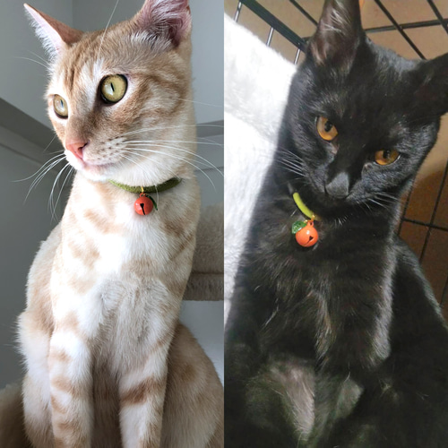 みかんの首輪 極軽 ちりめん紐首輪 セーフティクリップ リード・首輪