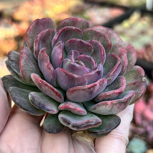 多肉植物　レア　天地　韓国苗 多肉植物 レア 天地 韓国苗