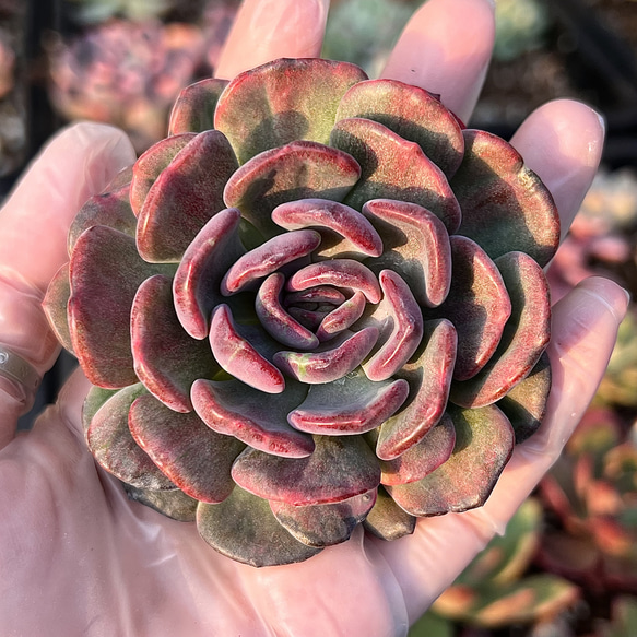 レア✨多肉植物 デントラチェム赤錦 カット 韓国苗 多肉植物