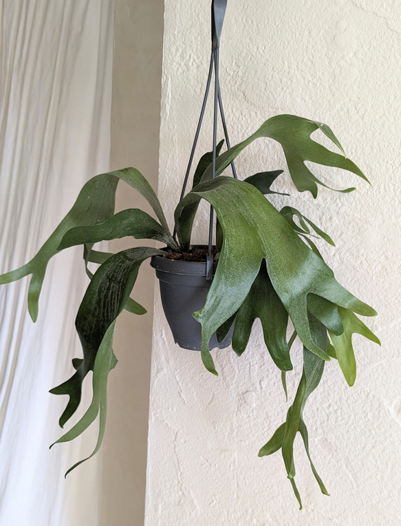 ビカクシダ アルシコルネ(ドワーフ) ビカクシダ・アルシコルネドワーフ