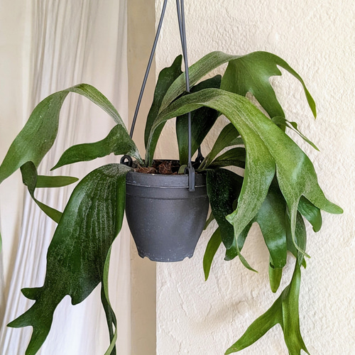 現物「プラティセリウム・アルシコルネ 吊り」７号　Platycerium 現物「プラティセリウム・アルシコルネ 吊り」7号 Platycerium