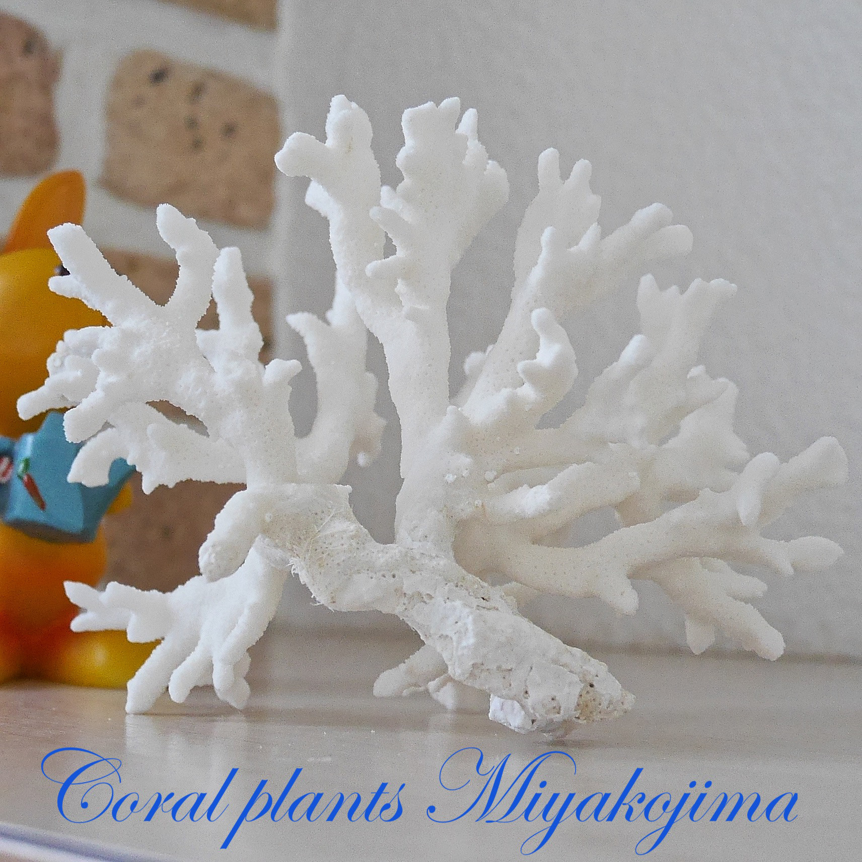 割引 沖縄県産の白珊瑚 沖縄県産の白珊瑚
