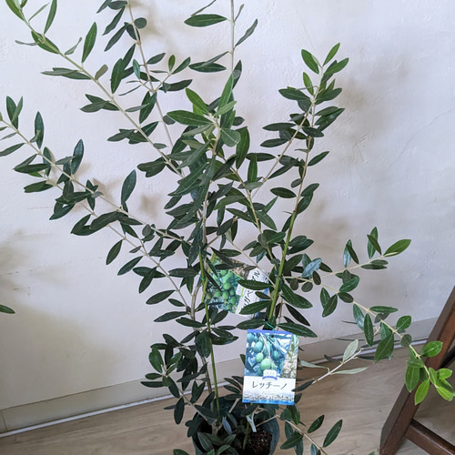 オリーブ 異品種2本植え レッシーノ ワッガベルダル オリーブの木