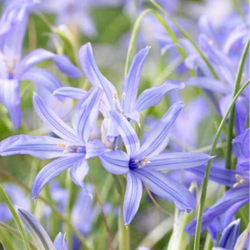 イキシオリリオンタタリカムlight purpleの優しい色彩耐寒性あり植えっ