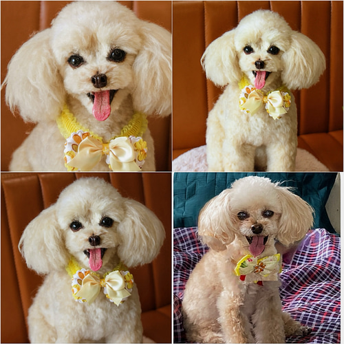 愛犬さんのオーダー》実物大 羊毛フェルト リアル 犬 オーダー