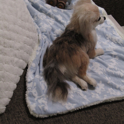 《愛犬さんのオーダー》羊毛フェルト　オーダー　羊毛フェルト　うちの子　チワワ　ダックス　トイプードル　ポメラニアン　犬　 17枚目の画像
