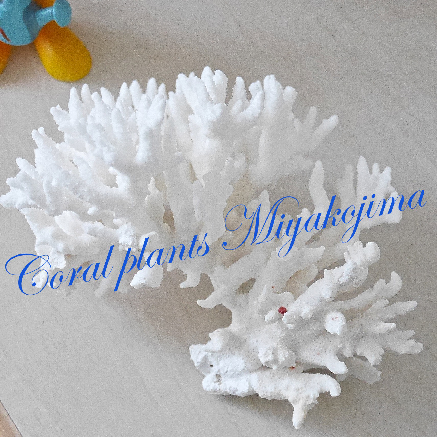 沖縄県 宮古島産 天然 枝サンゴ Ｌサイズ  割れ物注意！素材販売 インテリア 置物 コーラル 珊瑚 59-7 93g