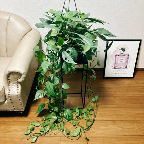 エピプレヌム　ヒナツム ブルーフォーム【現品】観葉植物　ヘゴ仕立て　室内 現品］【希少】エピプレムヌム ピナツム セブブルー 8号 観葉