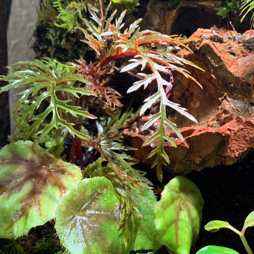 71 イモリウム カエルリウム 苔アート 苔テラリウム 送料込み