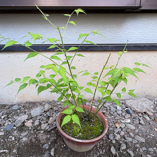 【引き取り限定】ヤナギの木 限定】ヤエヤマブキ 苗木 1株 ＊ ポット配送 八重山吹 ヤマブキ
