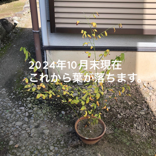 限定】ヤエヤマブキ 苗木 1株 ＊ ポット配送 八重山吹 ヤマブキ