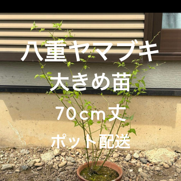 限定】ヤエヤマブキ 苗木 1株 ＊ ポット配送 長め70cm 八重山吹