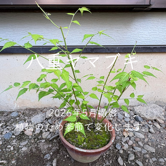 ヤエヤマブキ（根巻き苗）八重山吹　ヤエヤマブキ苗木 限定】ヤエヤマブキ 苗木 1株 ＊ ポット配送 八重山吹 ヤマブキ