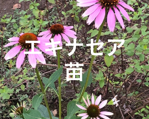 エキナセア　ピンク　10株　まとめ購入希望の方どうぞ♪ エキナセア ピンク 10株 まとめ購入希望の方どうぞ♪ エキナセア