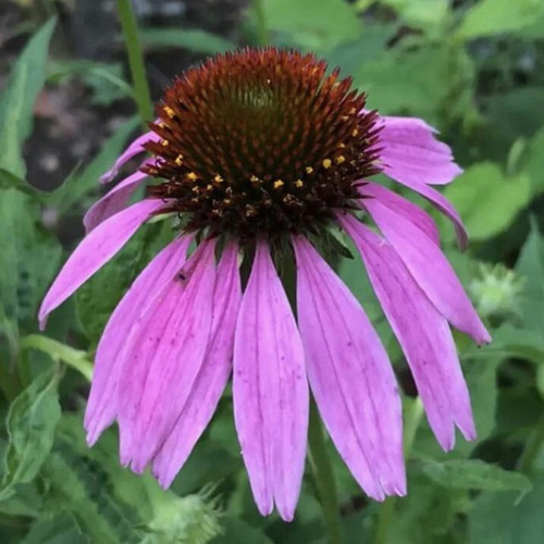 エキナセア ピンク 10株 まとめ購入希望の方どうぞ♪ エキナセア