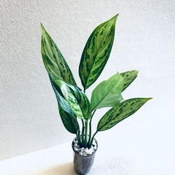 ハイドロカルチャー　アグラオネマ  シルバーキング　小石原焼　陶器　観葉植物 6枚目の画像