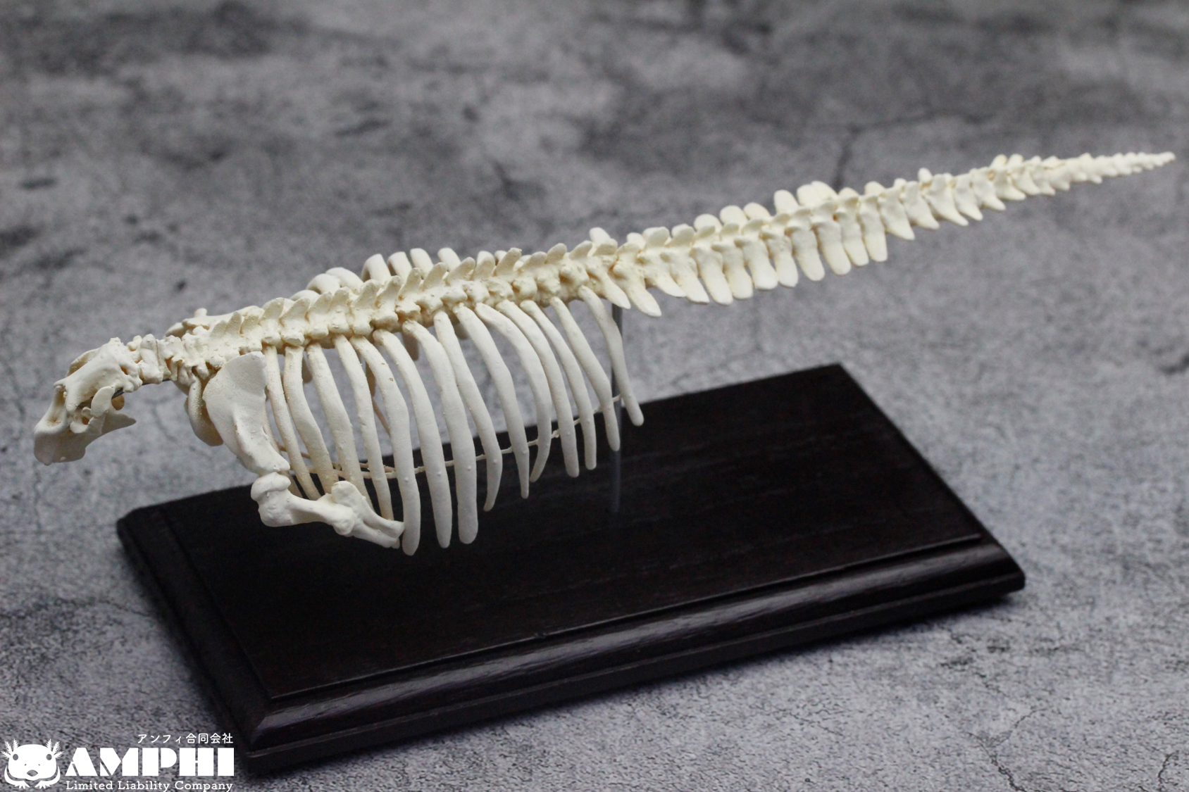 受注生産】ステラーカイギュウ 縮小全身骨格レプリカ 1/20