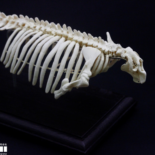 受注生産】ステラーカイギュウ 縮小全身骨格レプリカ 1/20 受注生産】ステラーカイギュウ 縮小全身骨格レプリカ 1/20