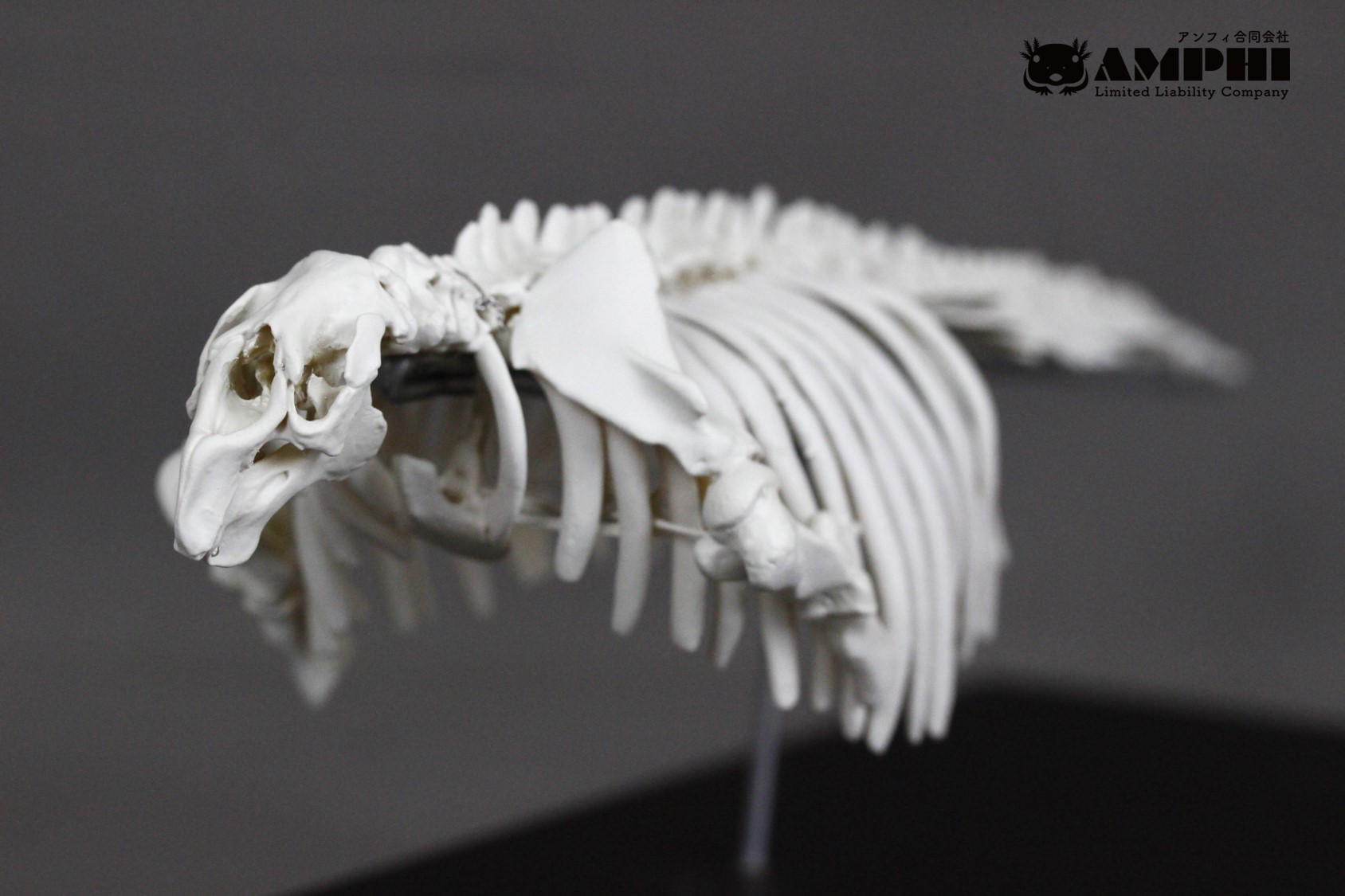 【受注生産】ステラーカイギュウ　縮小全身骨格レプリカ　1/20スケール