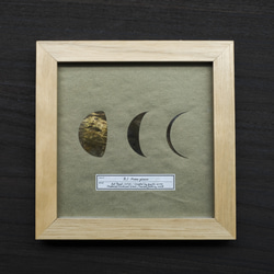 【一点物】アートパネル「月の標本」／金属／アートフレーム／卓上／壁掛け／ウォールアート／#インテリアアート 11枚目の画像