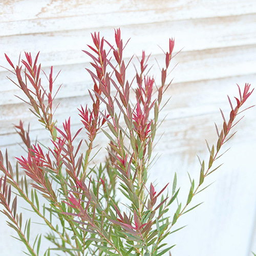 常緑苗木 メラレウカ レッドジェム 3号 常緑 シンボルツリー