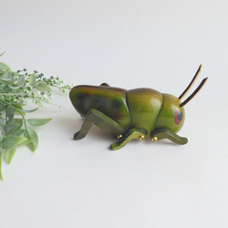 トノサマバッタ (★台付き)  wood grasshopper / insect 4枚目の画像