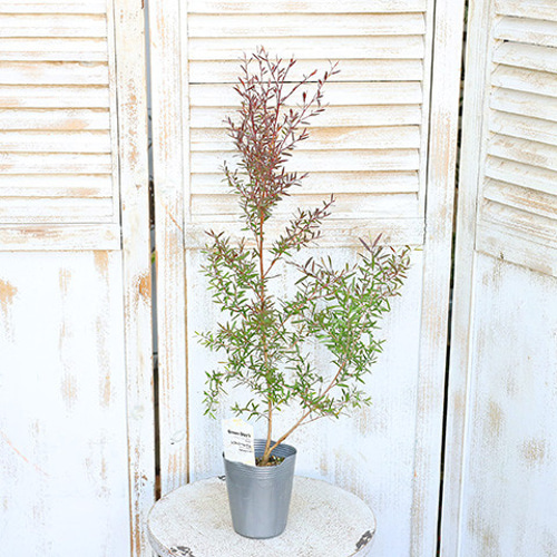 常緑苗木 レプトスペルマム カッパーグロウ 3号 常緑 シンボルツリー