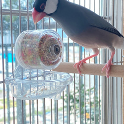 ハッピー観覧車 (吊り鳥かごバージョン) - 鳥ムンニア 採餌おもちゃ 鳥 ペット おもちゃ 2枚目の画像