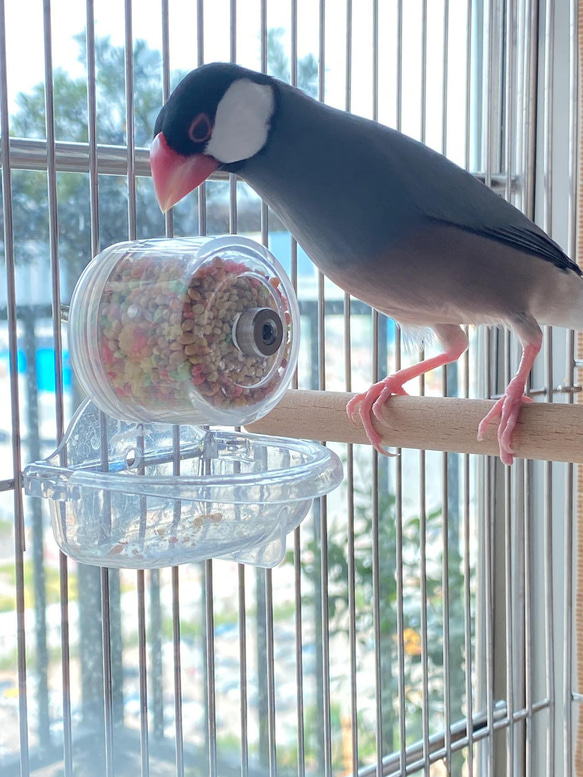 ハッピー観覧車 (吊り鳥かごバージョン) - 鳥ムンニア 採餌おもちゃ 鳥 ペット おもちゃ 2枚目の画像