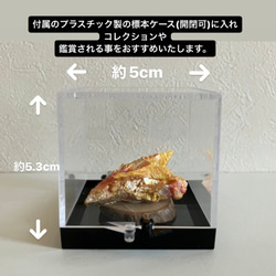 Orpiment オーピメント 石黄/雄黄原石　標本ケース付き 14枚目の画像