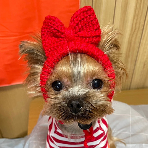 【Yy】犬の帽子　リボンの耳出しニット帽　ライトブルー 犬の帽子 リボンの耳出しニット帽 ペット服・アクセサリー Na☆Rura